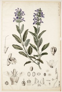 Salvia officinalis2
