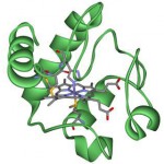 cytochrome-ksdD-U10305632944325iB-568x320@LaStampa.it