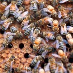 sciencetake-bees-sfSpan-v4