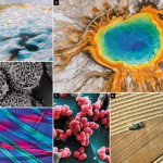 nature-microbiome-montage