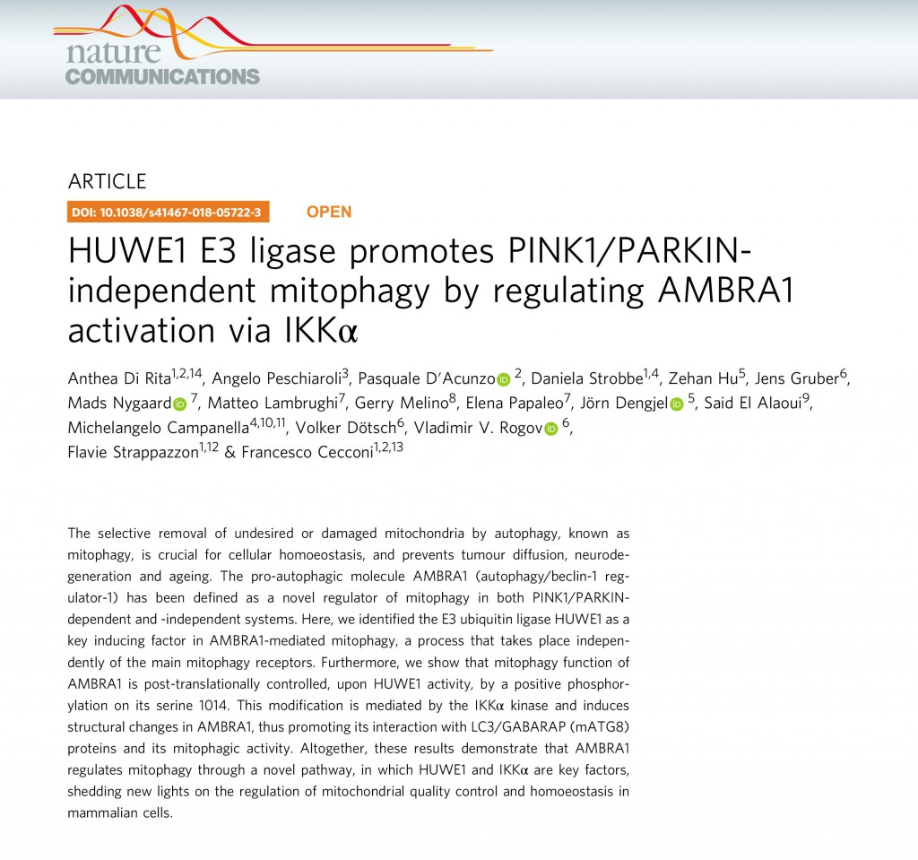 HUWE1 E3 ligase promotes PINK1/PARKIN-independent mitophagy by r